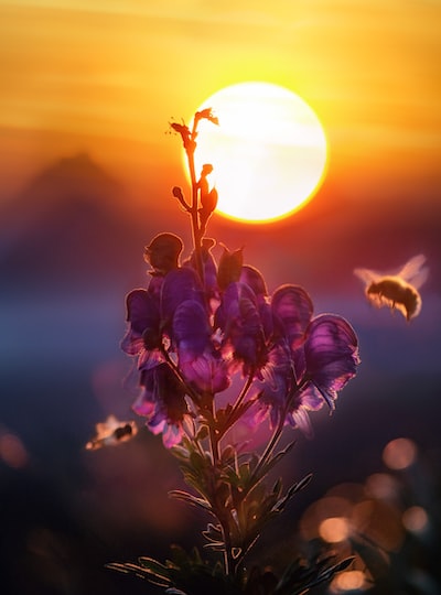 Bee Venom Therapy: A Promising Treatment for Morgellons