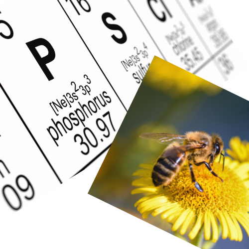 7 Benefits of Phosphorus in Bee Venom Injections for Morgellons Disease