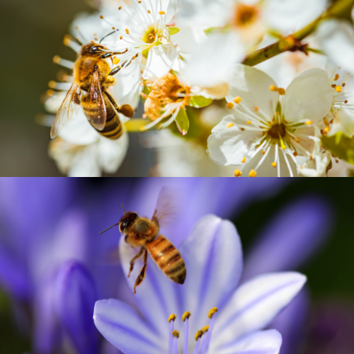 The Buzzworthy World of Apitherapy: Unlocking Nature's Healing Powers and 7 Key Ingredients
