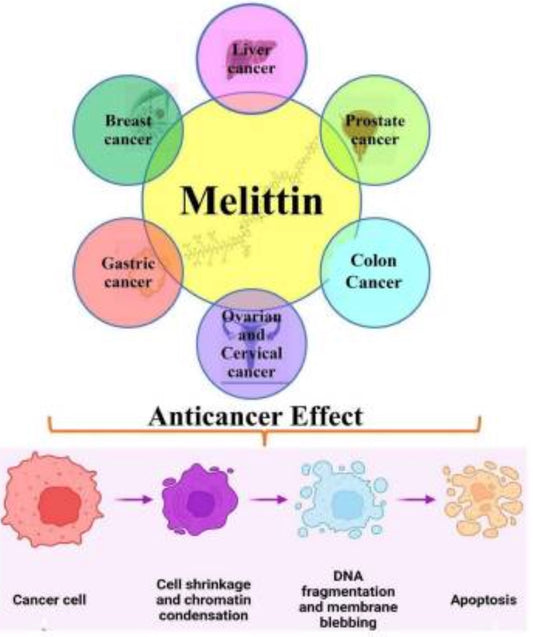 Melittin: The Powerful Amino Acid Cocktail Hidden in Bee Venom