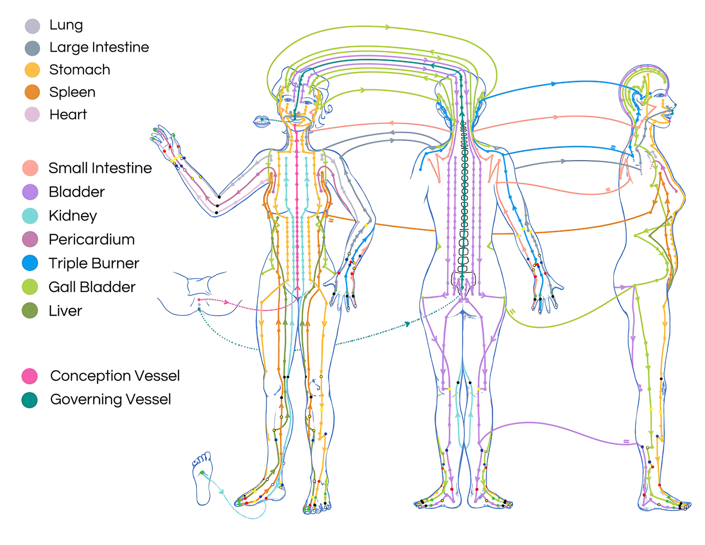 Meridian Body Guide Poster